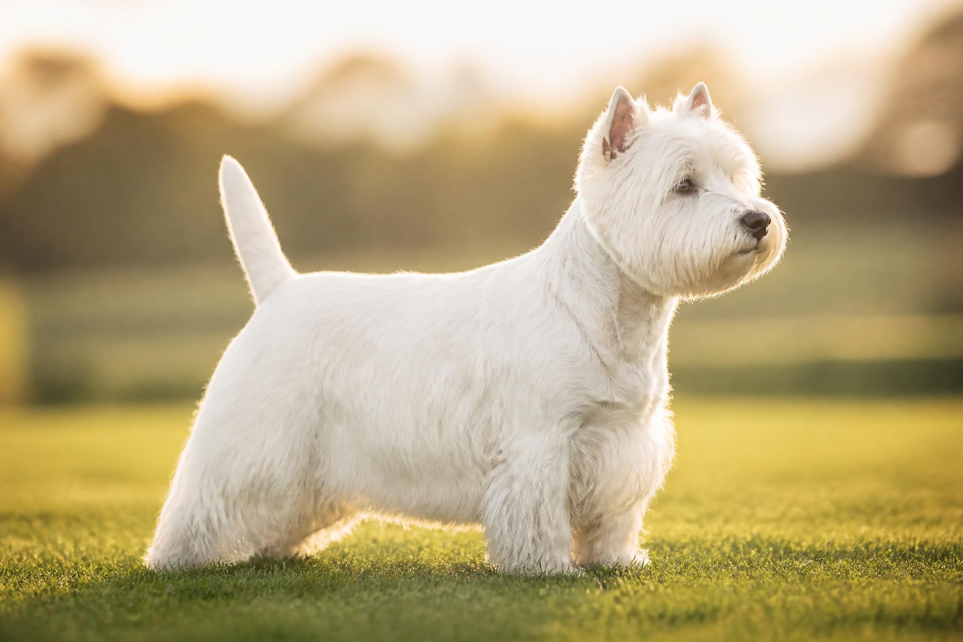 West Highland White Terrier standing in golden evening light